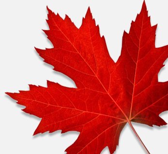 Canadian maple leaf banner image